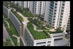 roof top gardening